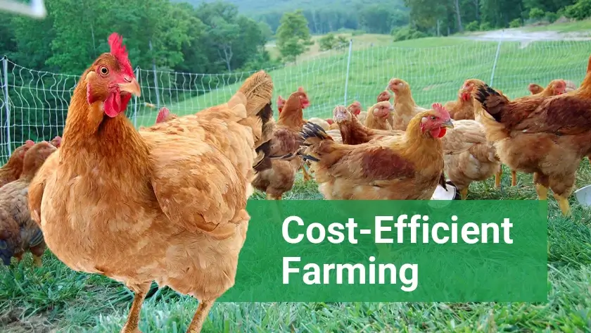 The Best Chicken Feed Formula for Cost-Efficient Farming