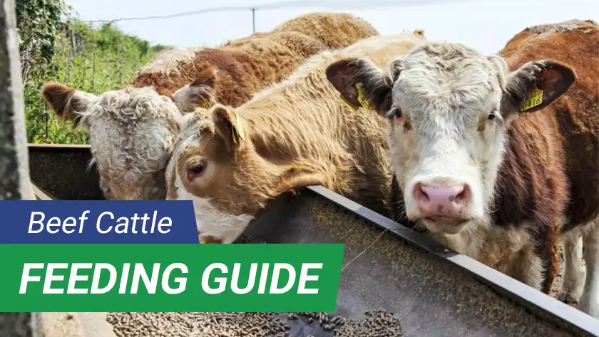 Feeding Guide: Cattle Feed Pellets for Beef Cattle by Growth Stage