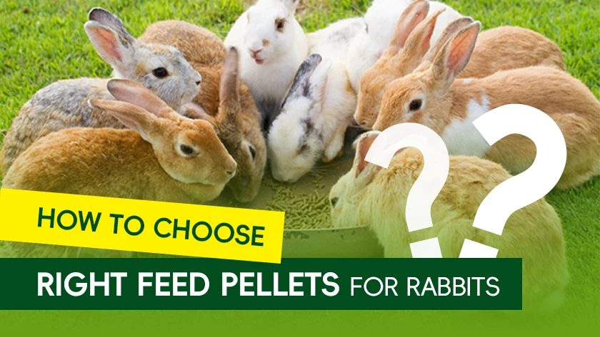 How to Choose the Right Feed Pellets for Rabbits