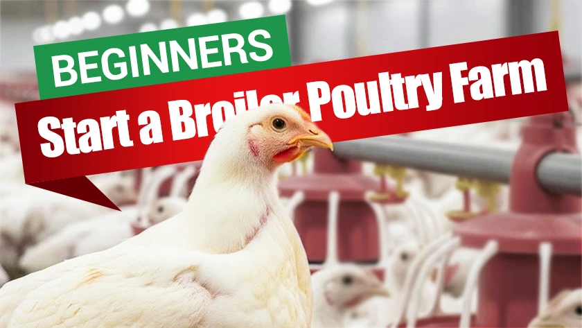 How to Start a Profitable Broiler Poultry Farm for Beginners