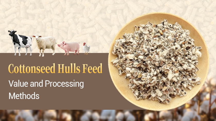 Cottonseed Hulls Feed Value And Processing Methods