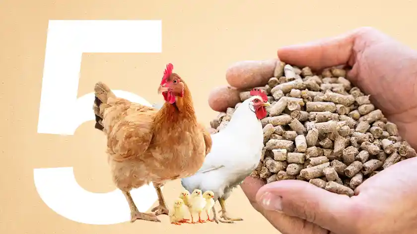5 Main Categories of Different Types of Chicken Feed
