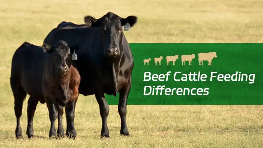Beef Cattle Feeding Differences in Growing and Fattening Diets