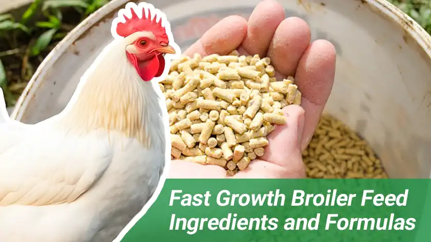 Fast Growth Broiler Feed Ingredients and Formulas