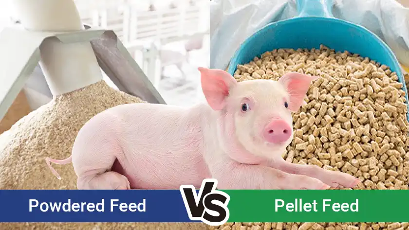 Powder vs Pellet Feed for Swine, which is Better?