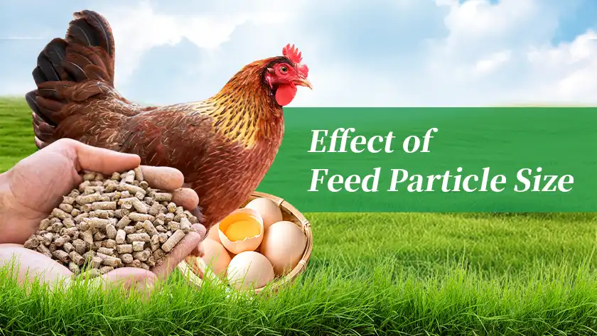 Feed Pellet Size and Its Effect on Poultry Performance