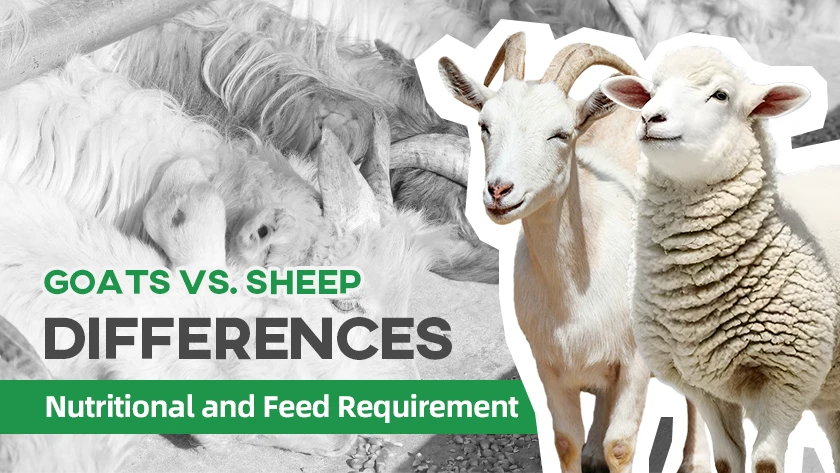 Goat vs Sheep Nutrition and Feed Differences