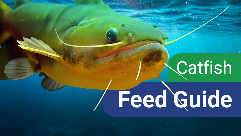 Practical Catfish Food Guide: Real Tips from Farmers
