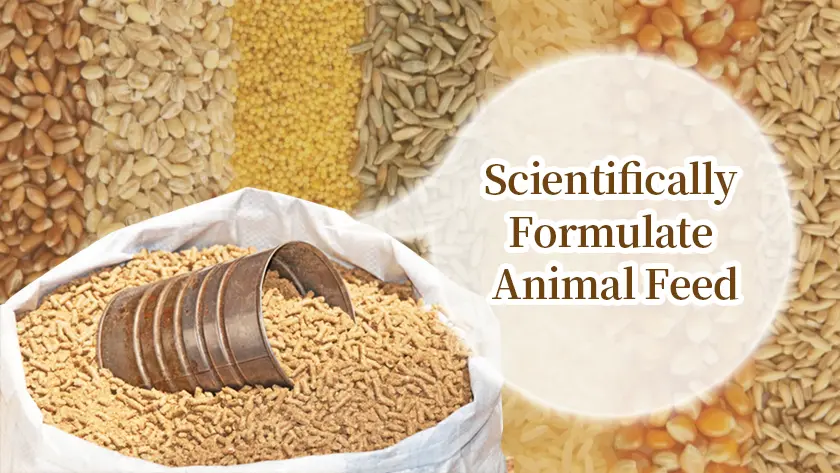 How to Formulate Animal Feed Based on Nutritional Needs