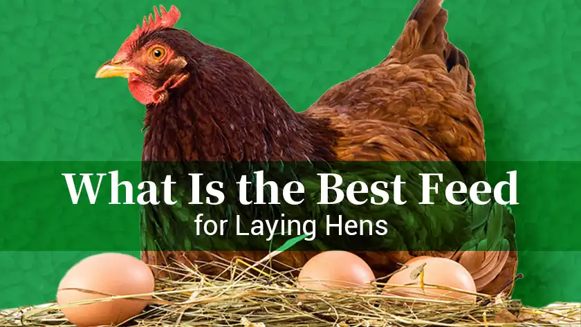 What Is the Best Feed for Laying Hens