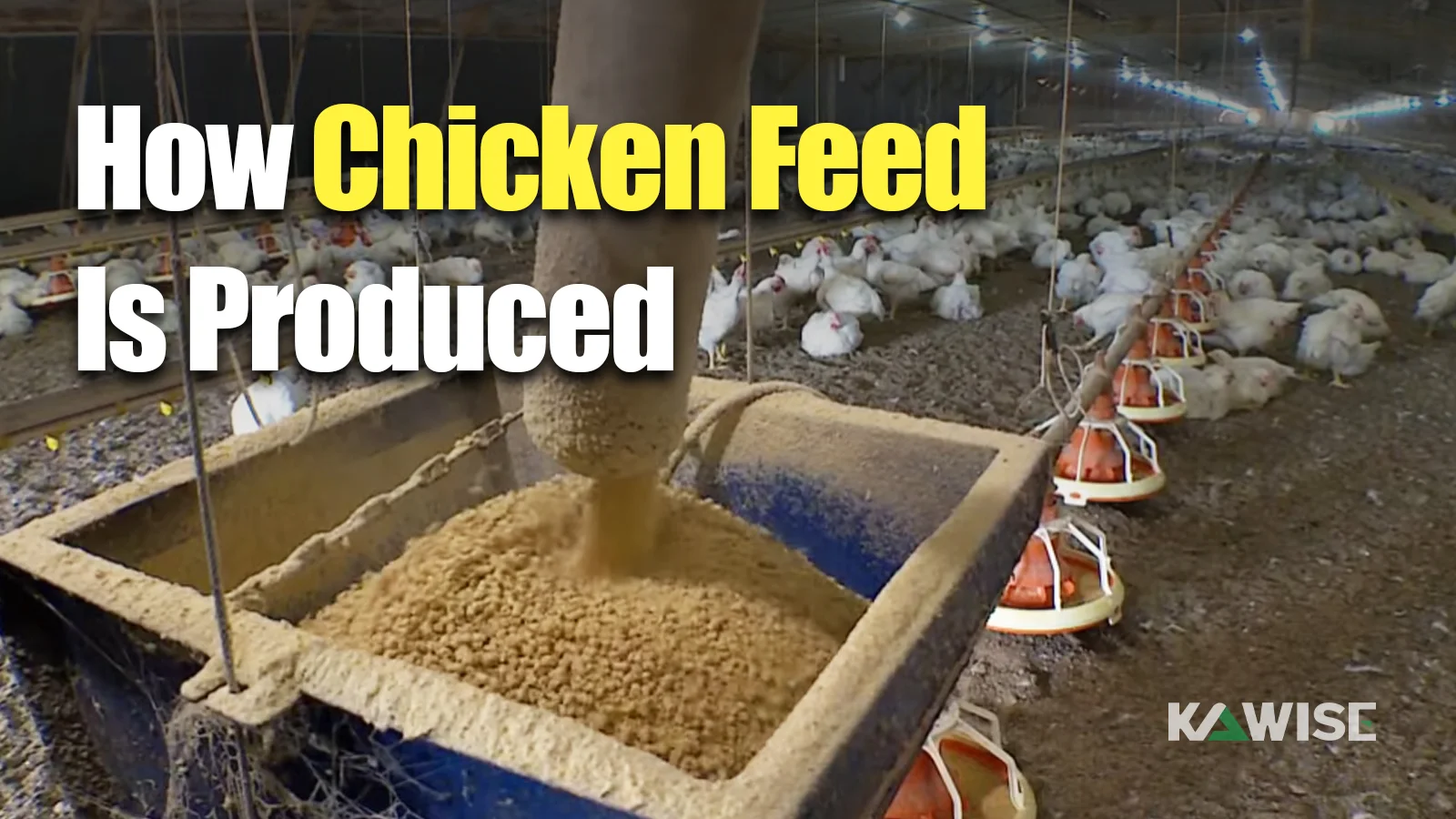 From Grains to Pellets: How Chicken Feed Is Produced