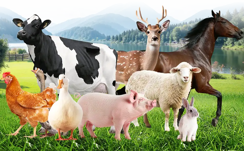 6 types of animal feed pellet machine