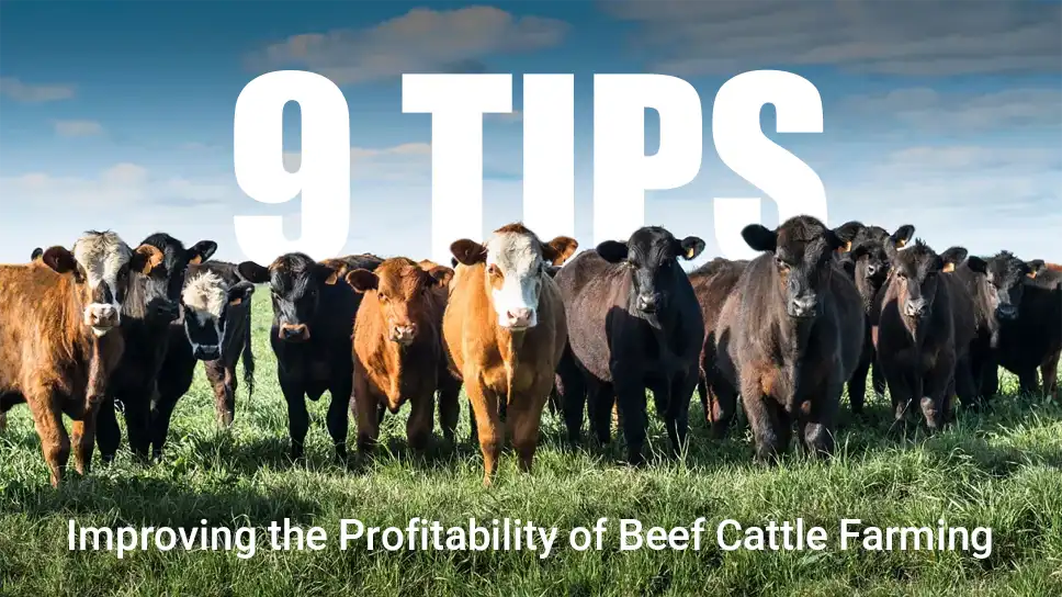 9 ways to increase profits on beef cattle farms
