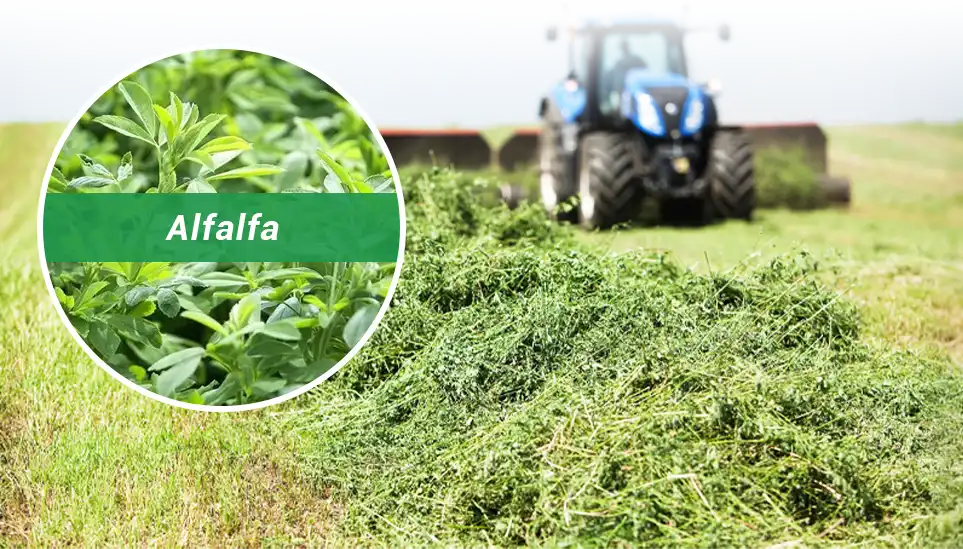 advantage of alfalfa grass