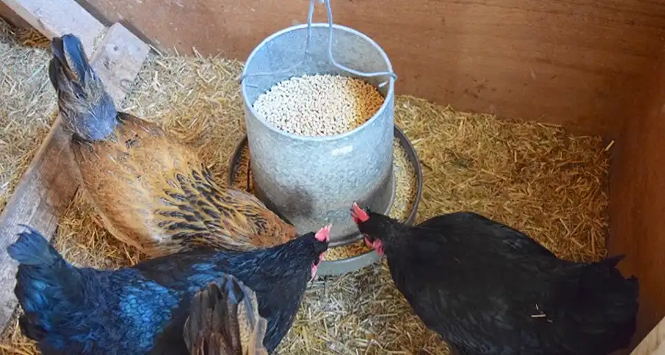 advantage of feeding poultry with pellet feed