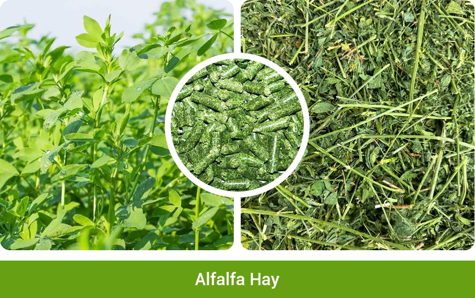 alfalfa for rabbit pellet feed