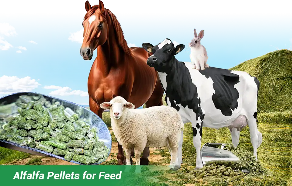 alfalfa pellets for animal feed