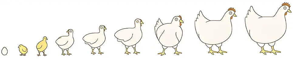 animal feed by physiological stages