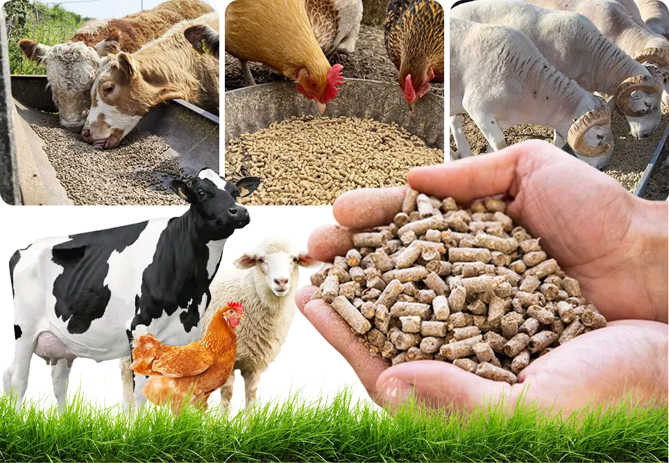 animal feed formulate
