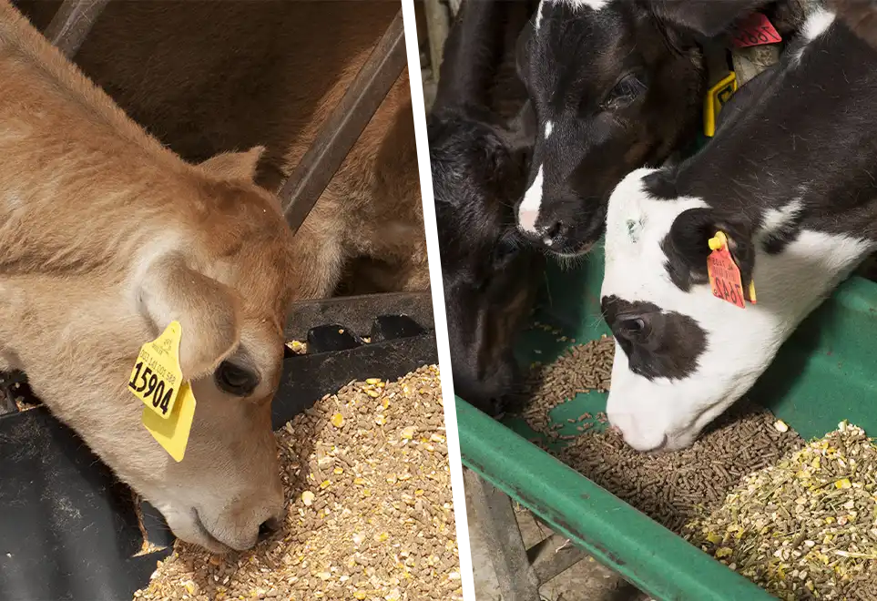 beef  and dairy cattle feed nutrition