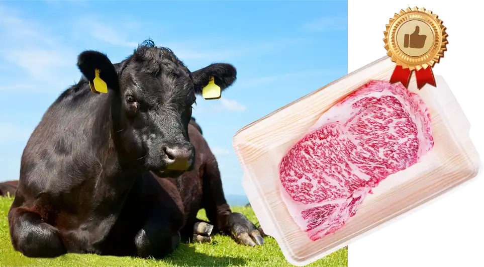 beef cattle fattening feeding tips