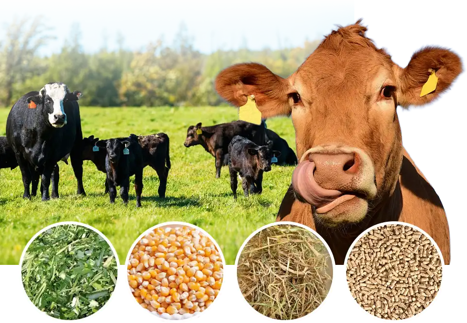 beef cattle feeding guide