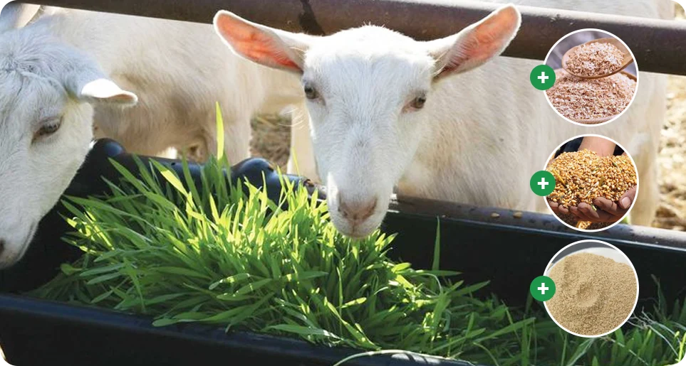 breeding period nutritional needs