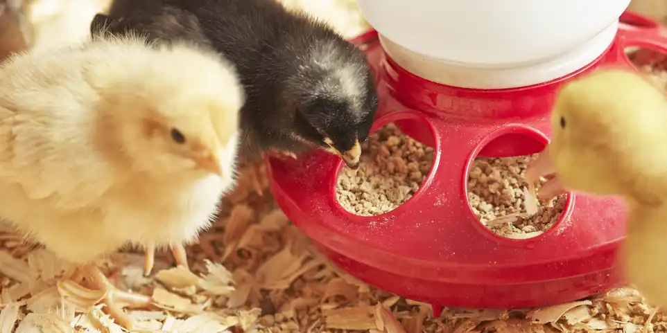 broiler chick feed formula