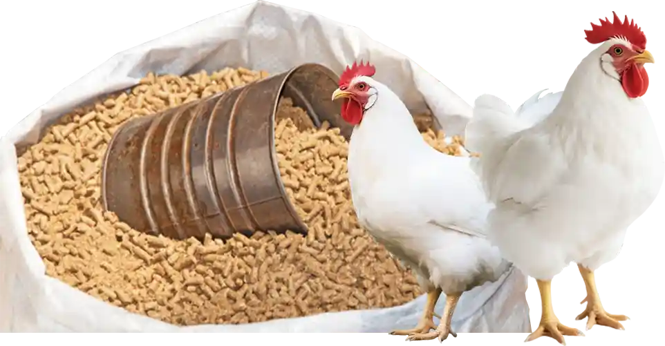 fast weight gain broiler feed