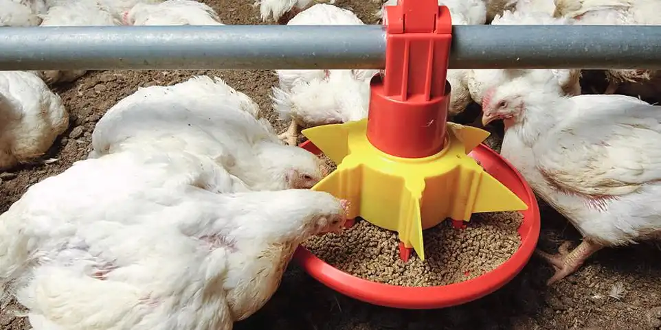 broiler finisher feed formula