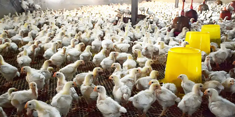broiler grower feed formula