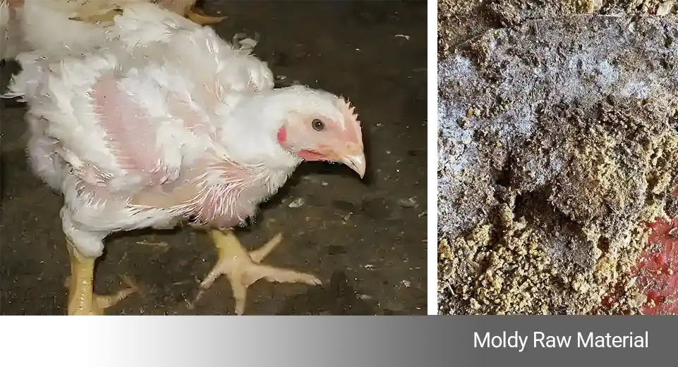 broiler special feed formula