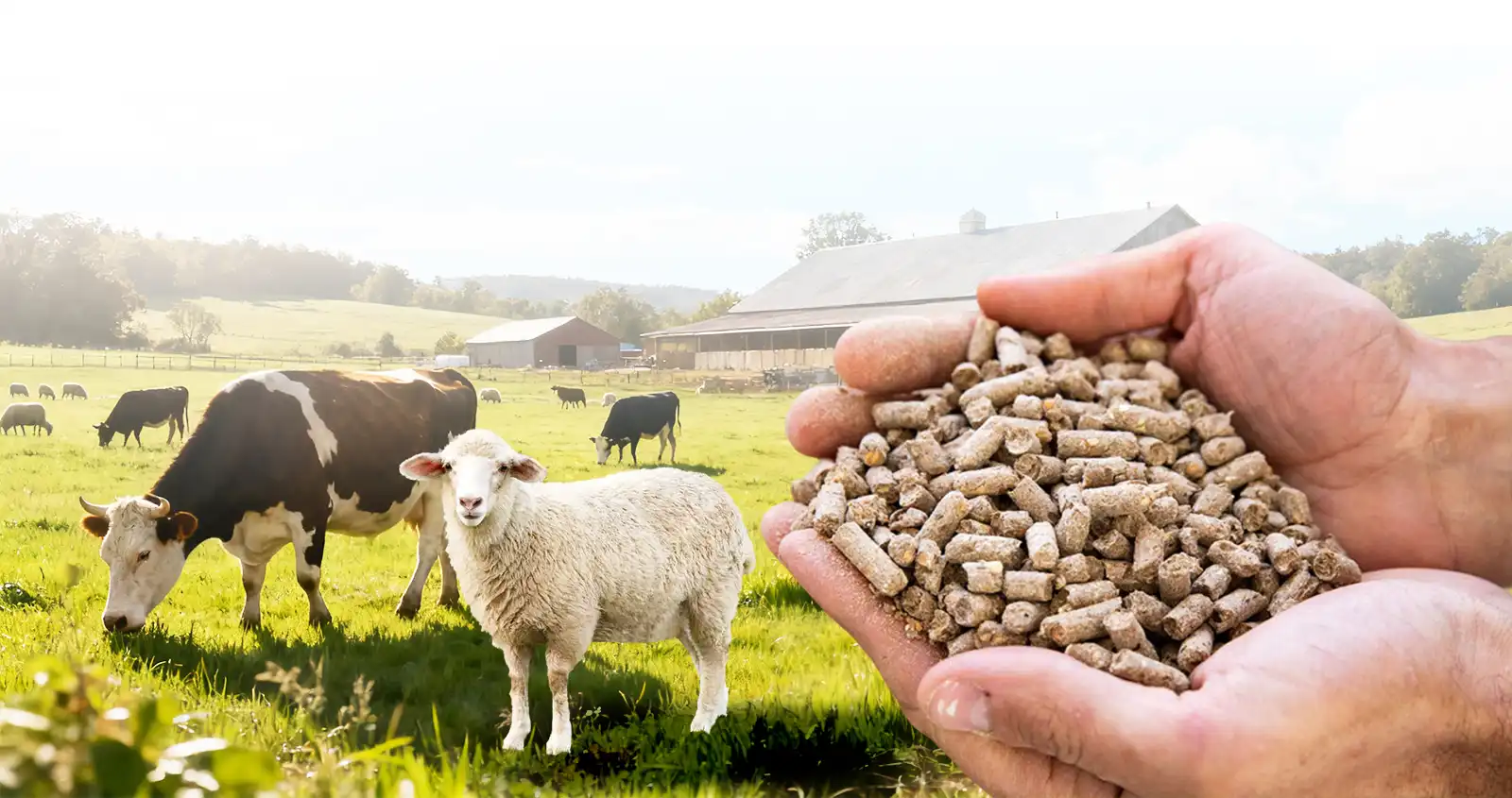 cattle sheep feed production line