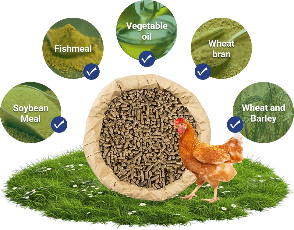 chicken feed ingredients