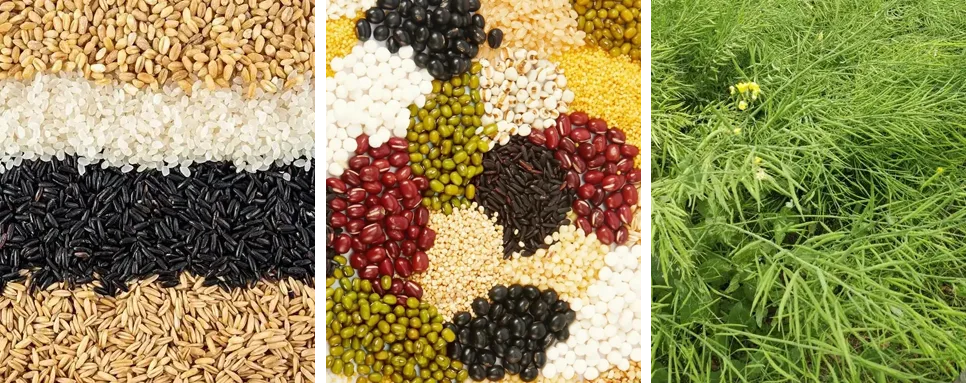Chicken feed pellet raw materials