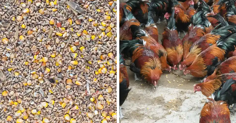 scratch feed for chicken