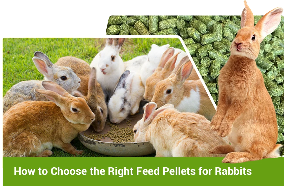 choose the right rabbit feed pellets