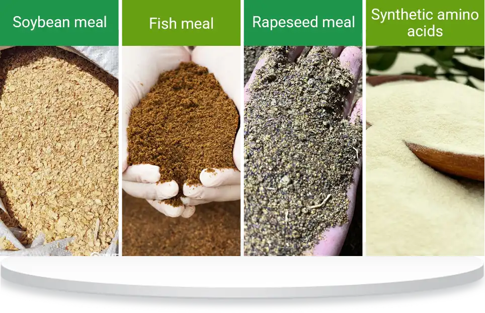 common protein amino acid ingredients