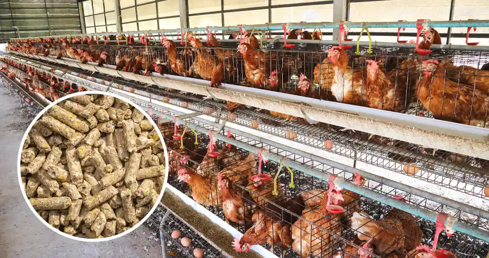 complete feed for chickens