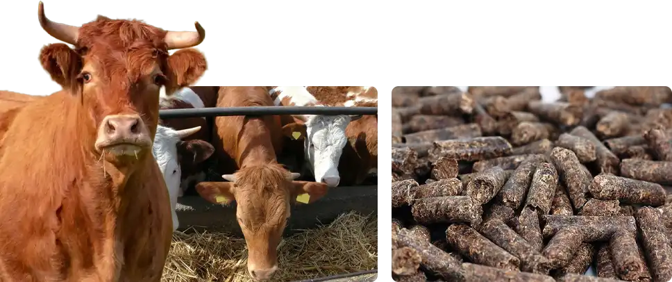 controlling cattle feed costs