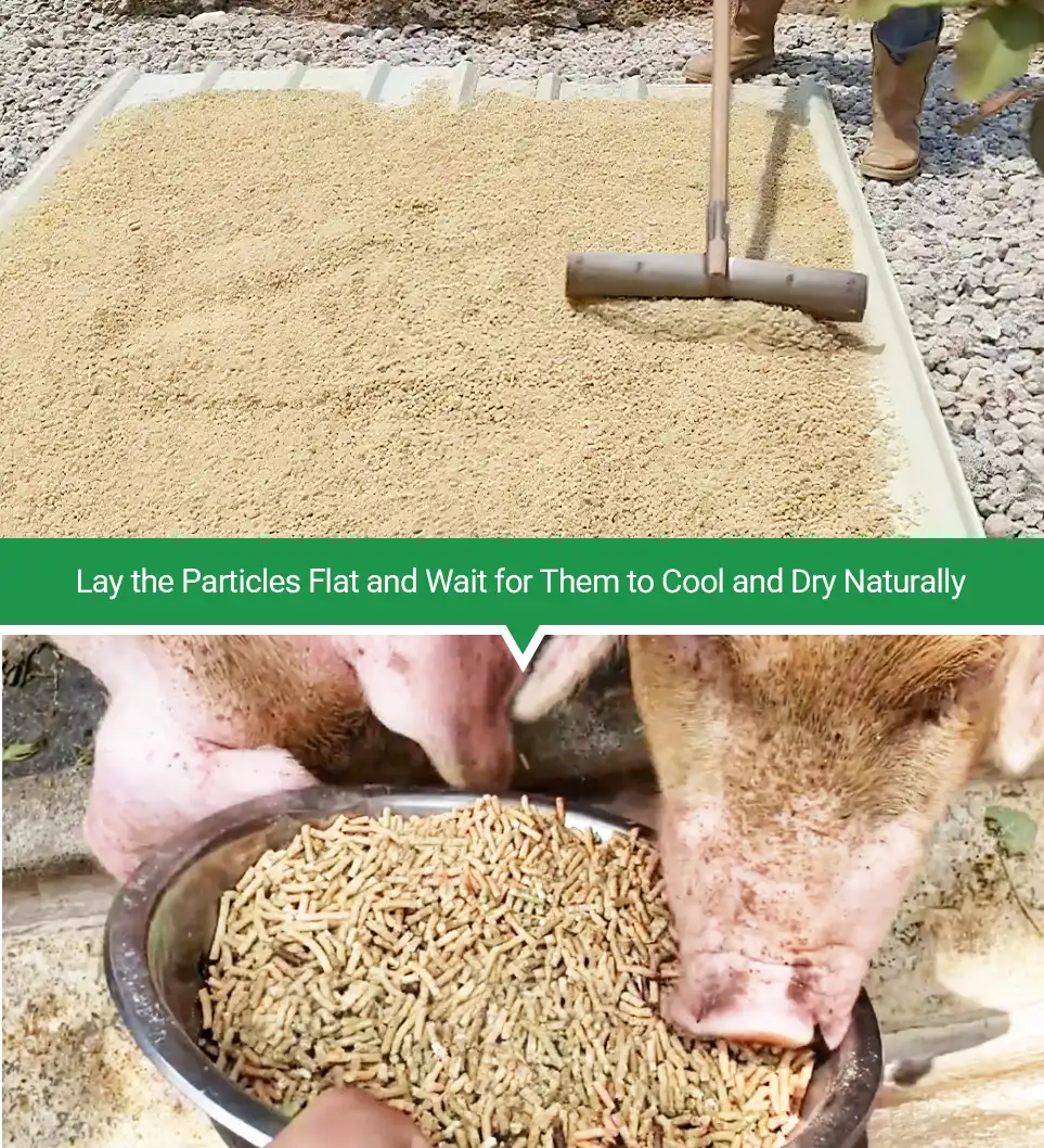 cooling and drying pig feed pellets
