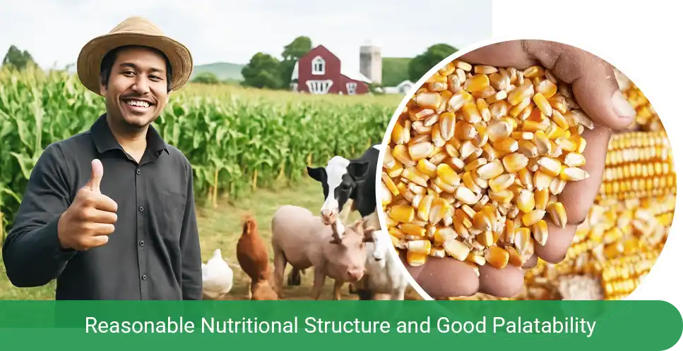 corn balanced nutrition