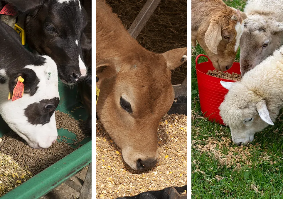 cotton hulls application in ruminants