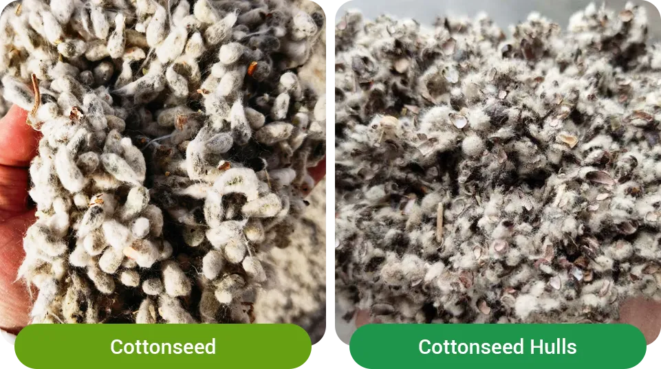 cotton seed shell in feed use