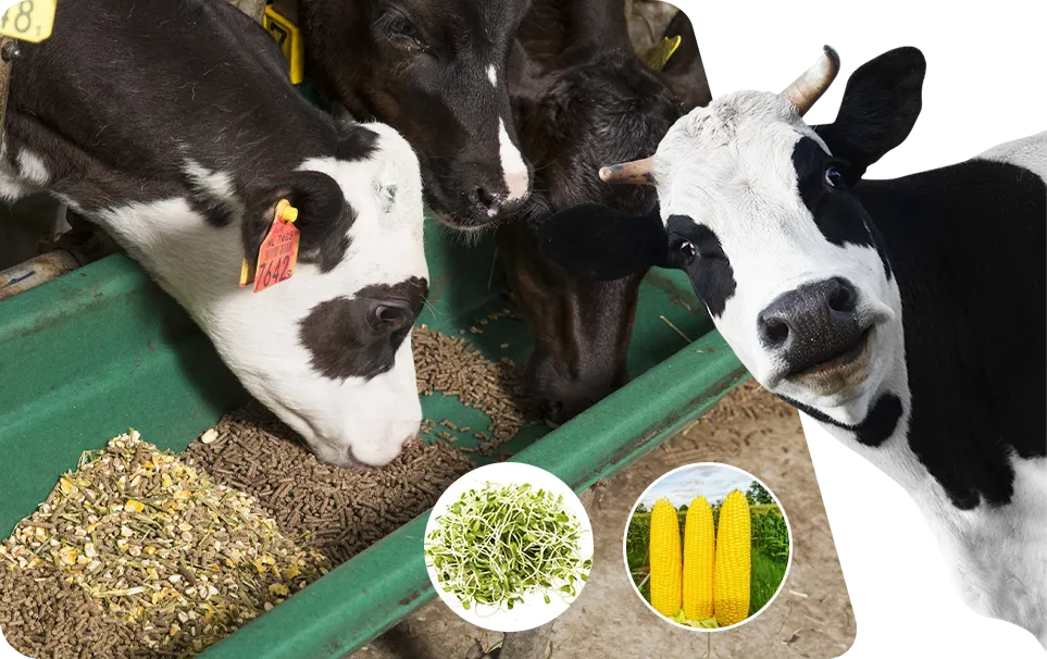 dairy cattle formulation