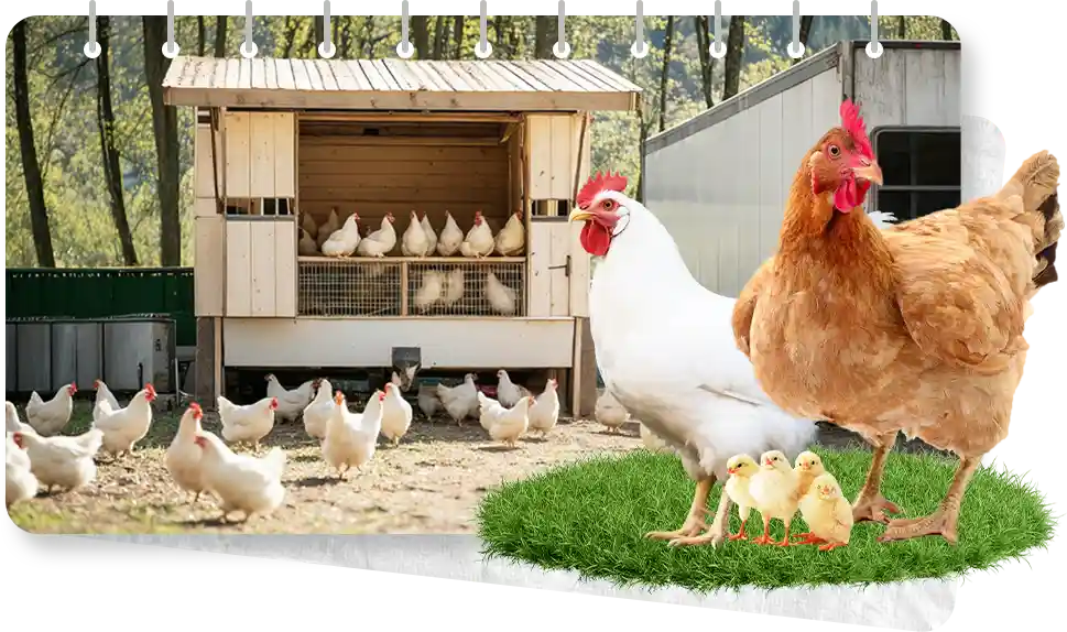 detailed categories of pouletry feed