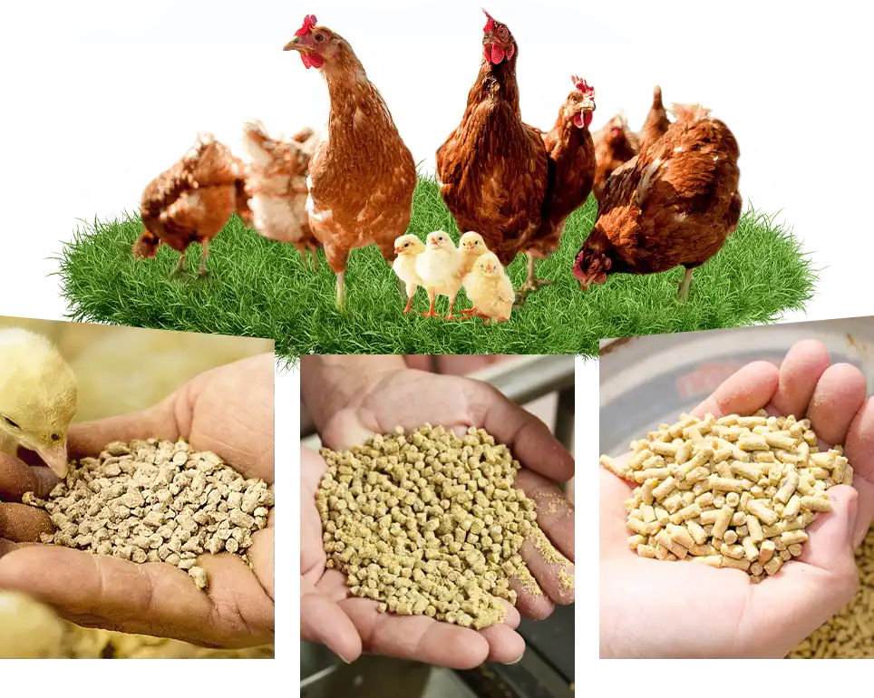 different pellet size feed for poultry