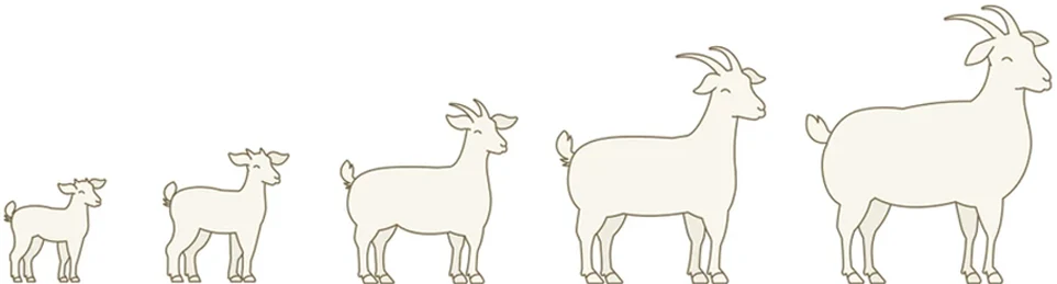 different stages of goat requirement