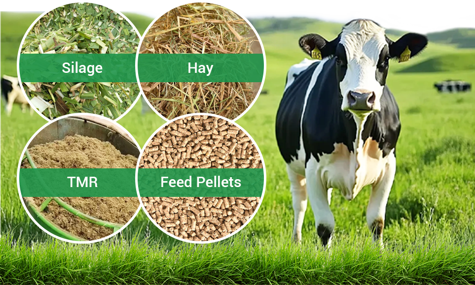 different types of dairy cow rations