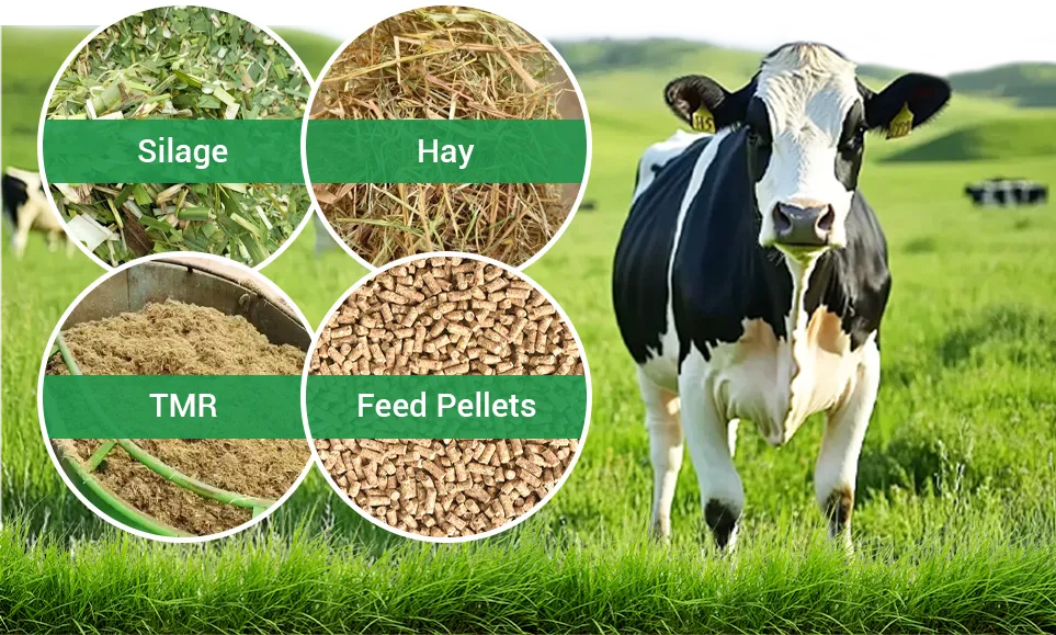 different types of dairy cow rations